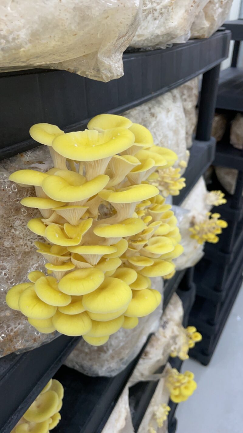 GROWKIT - Yellow oyster mushroom