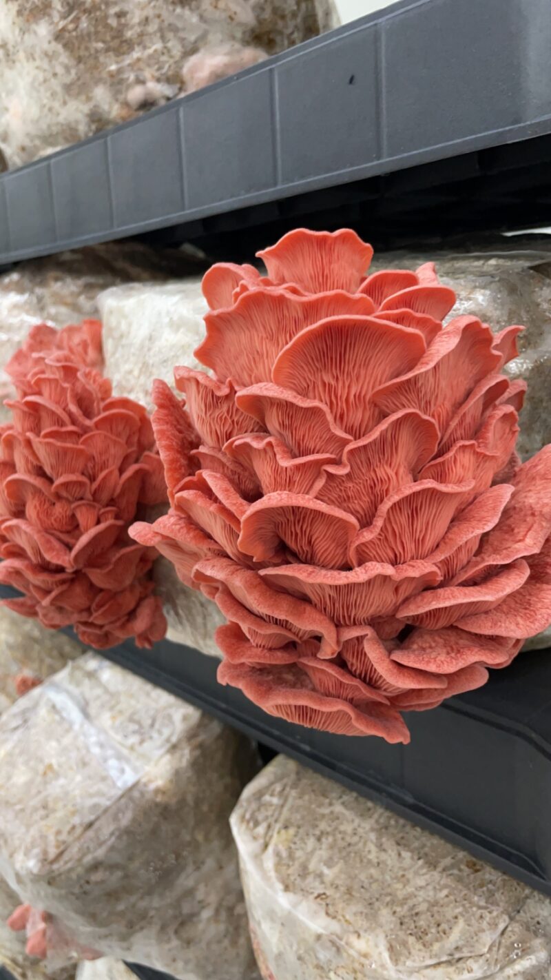 GROWKIT - Pink oyster mushroom
