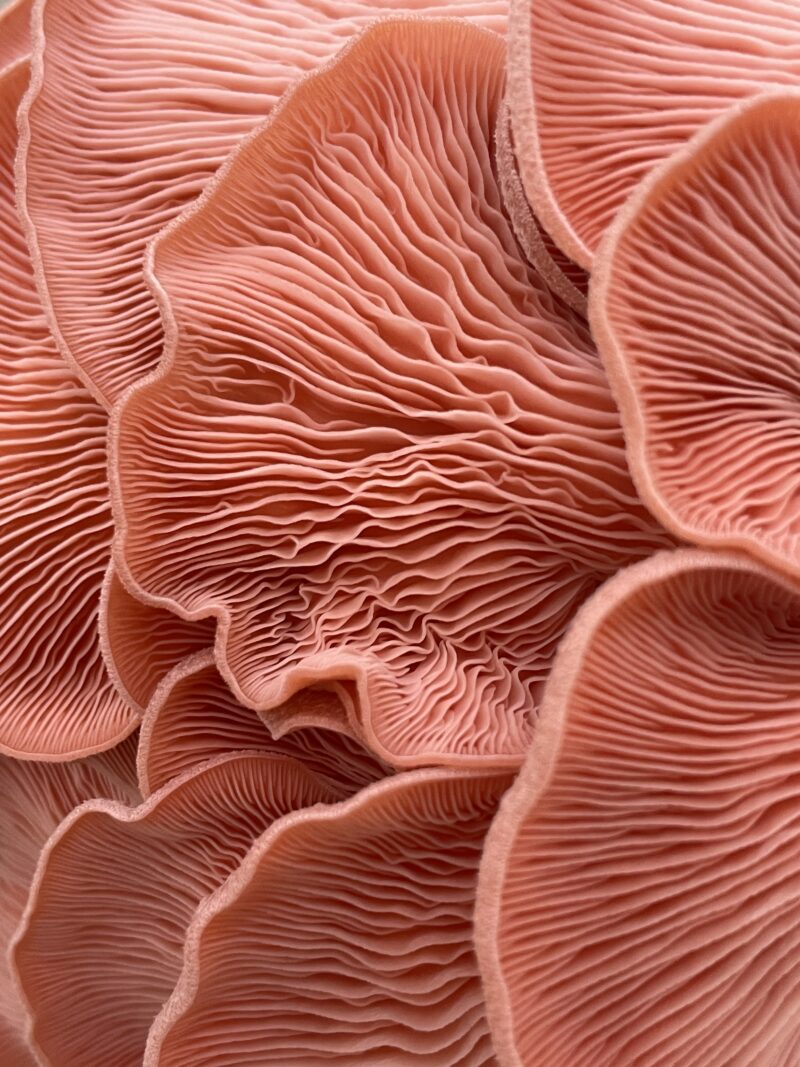 GROWKIT - Pink oyster mushroom