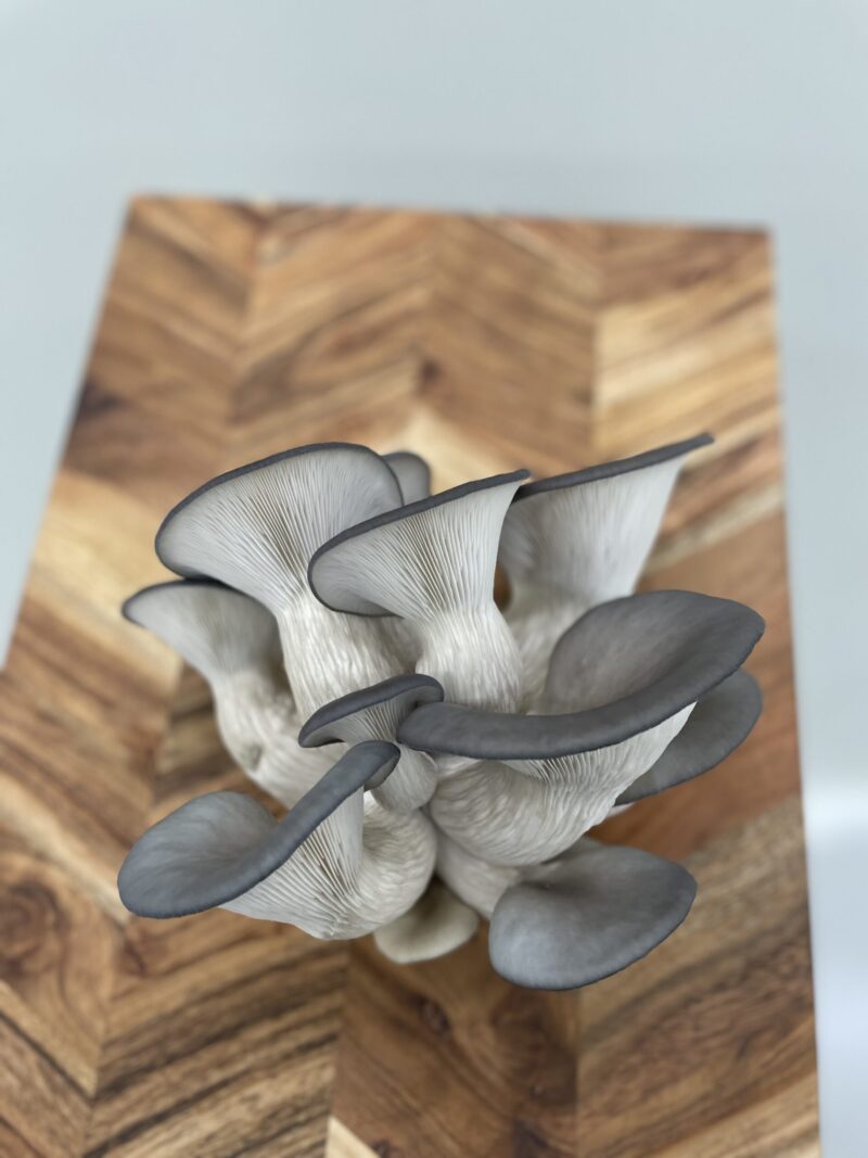 GROWKIT - Blue oyster mushroom