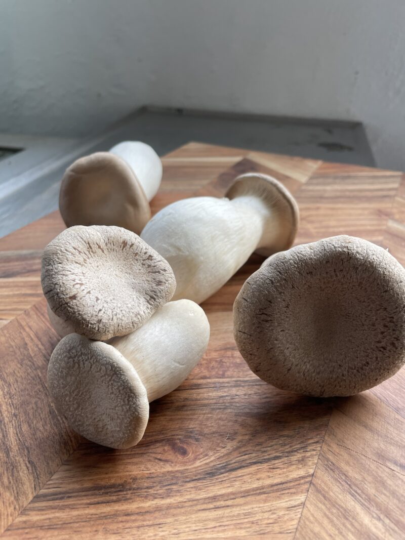 GROWKIT - King trumpet mushroom