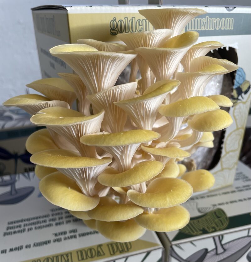 GROWKIT - Yellow oyster mushroom
